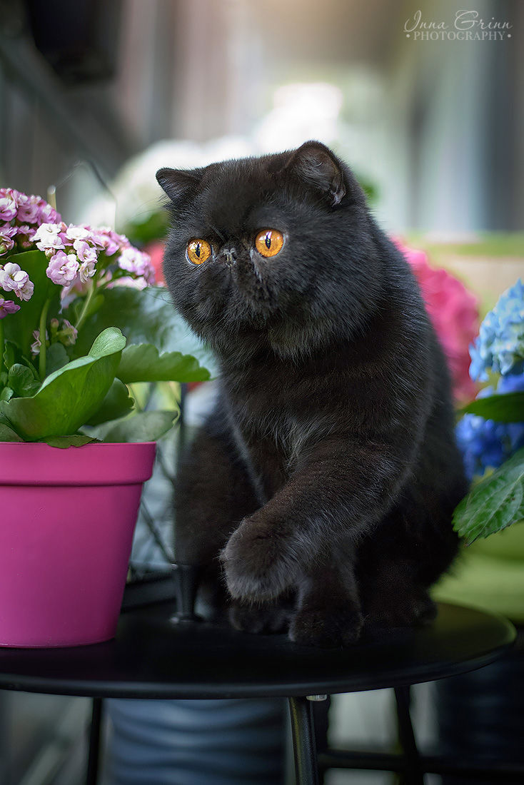 Black exotic shorthair cat