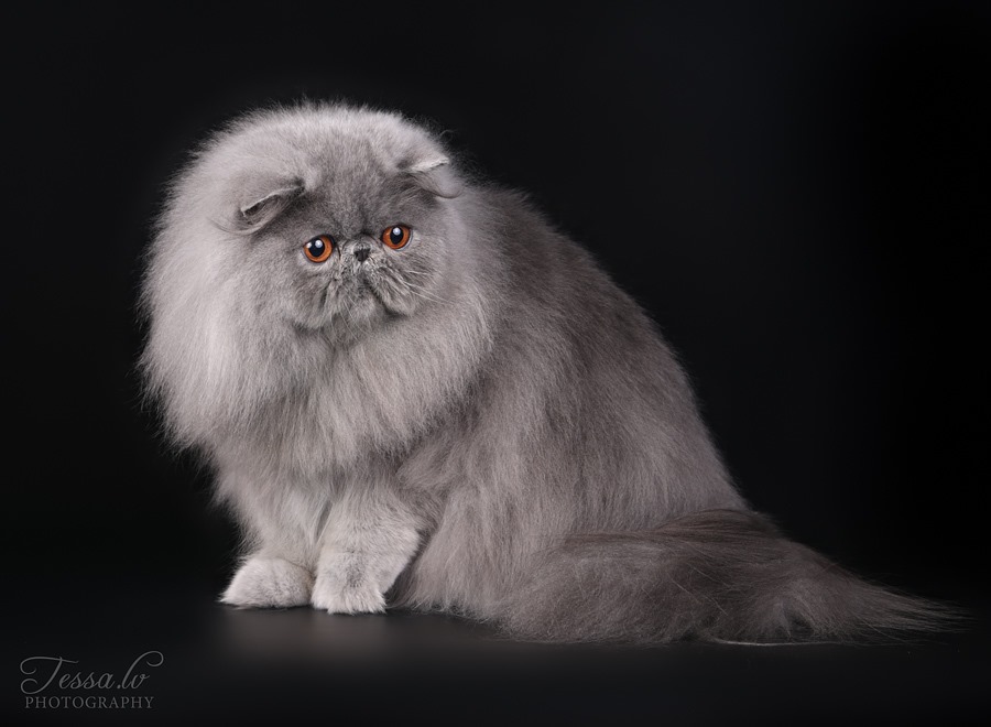 Persian cat
