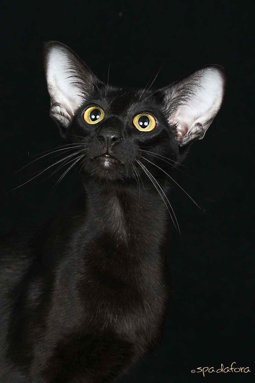 Oriental Shorthair, ebony cat